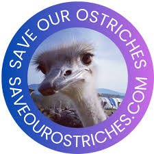 ‘Ostrich guy’ frontman Lucas Robinson