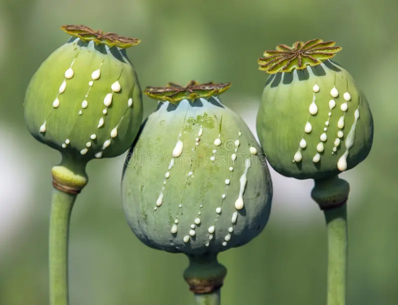Edmonton cops seize 60,000 opium poppies