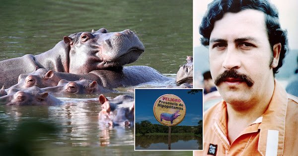 Pablo Escobar’s hippos done for