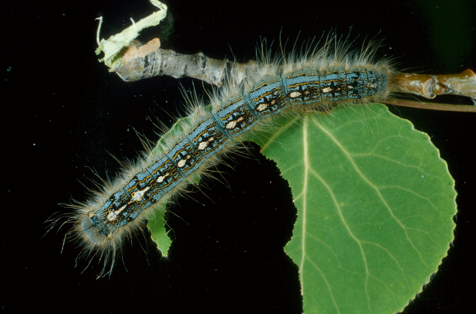 Forest tent caterpillars eating Alberta